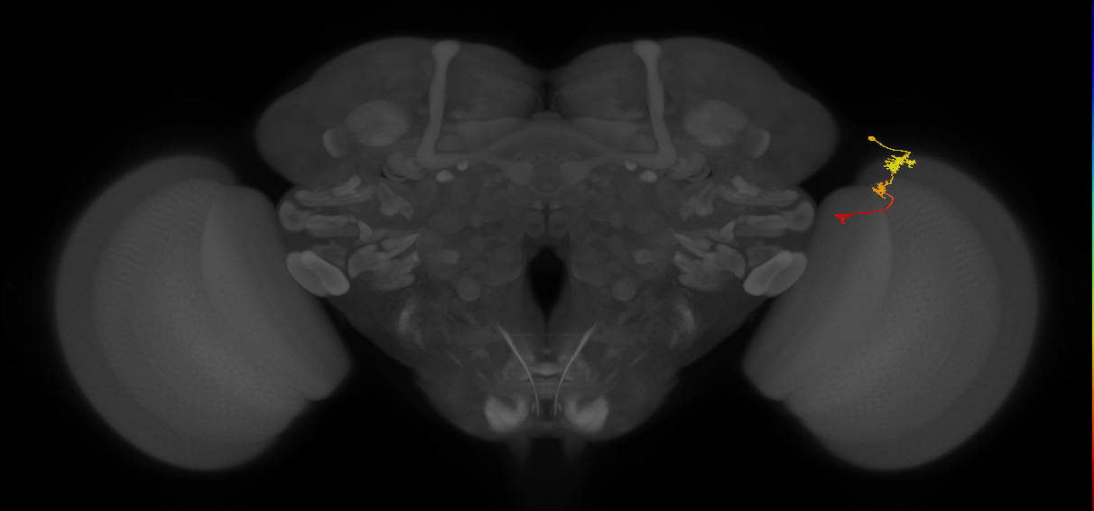Tm6_R (MaleCNS:117714)