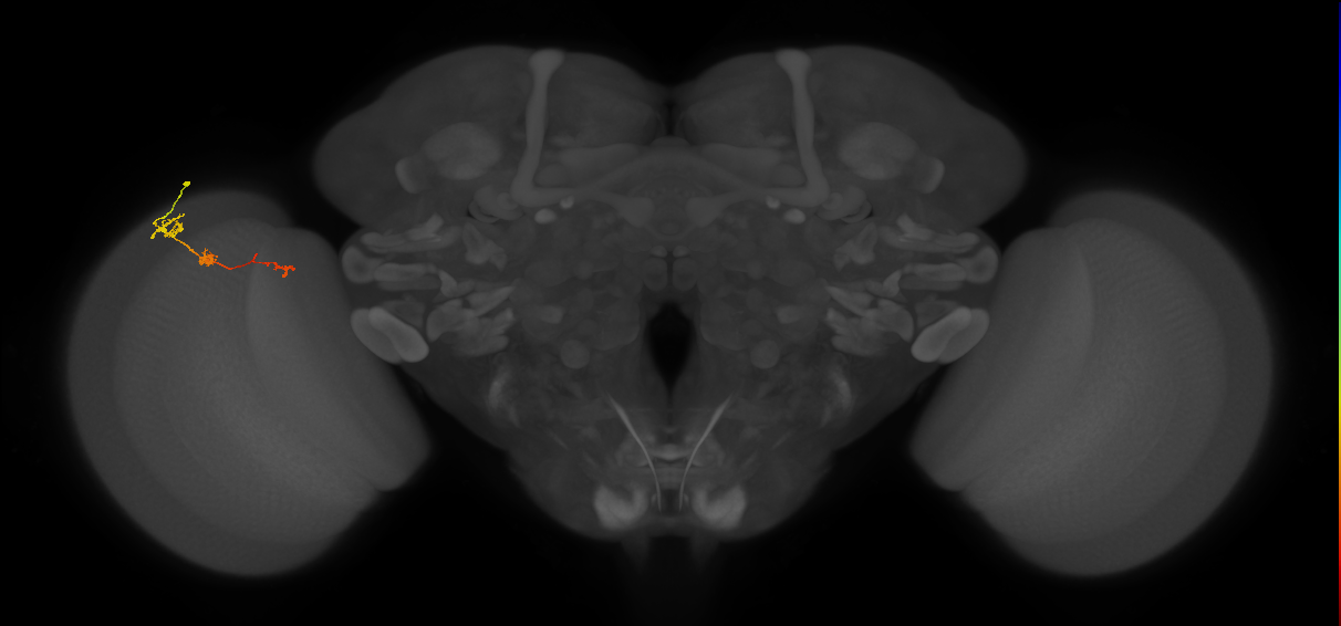 Tm6_L (MaleCNS:121176)