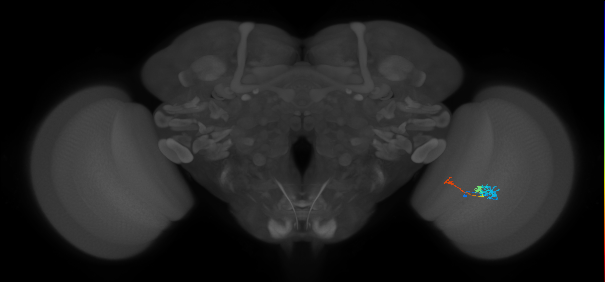 Tm6_R (MaleCNS:107248)