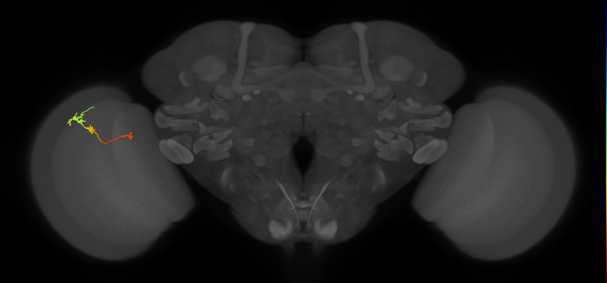 Tm6_L (MaleCNS:156742)