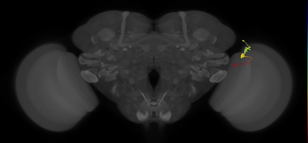 Tm6_R (MaleCNS:117830)