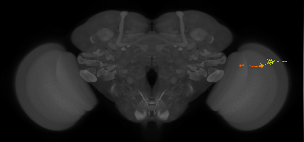 Tm6_R (MaleCNS:117993)