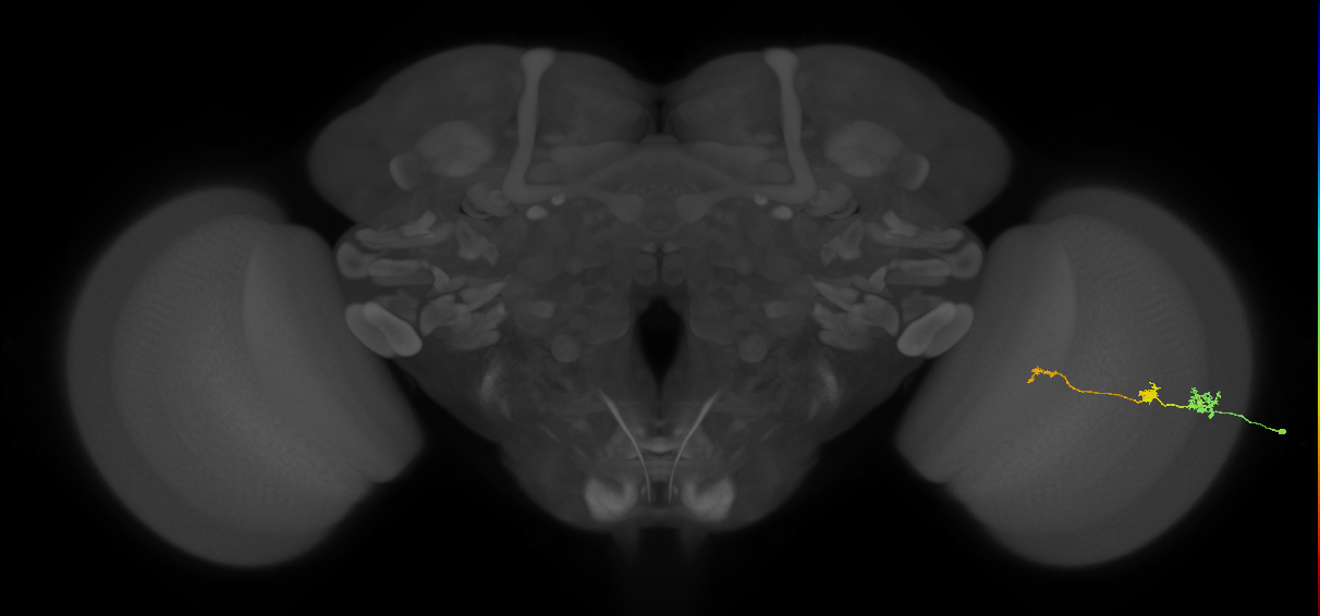 Tm6_R (MaleCNS:140714)