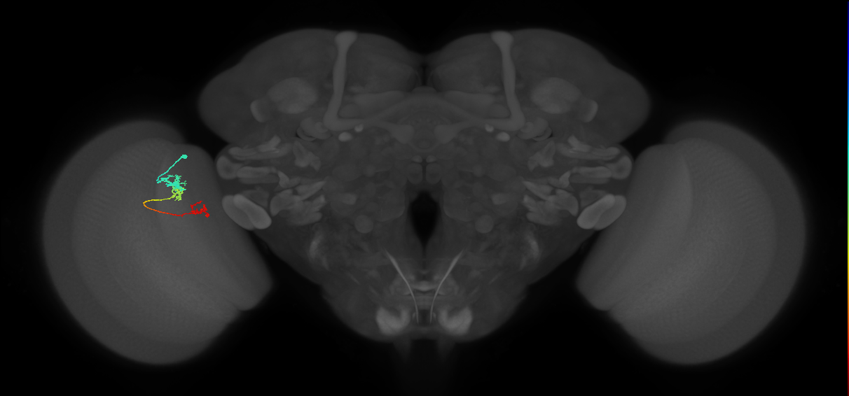 Tm6_L (MaleCNS:140483)