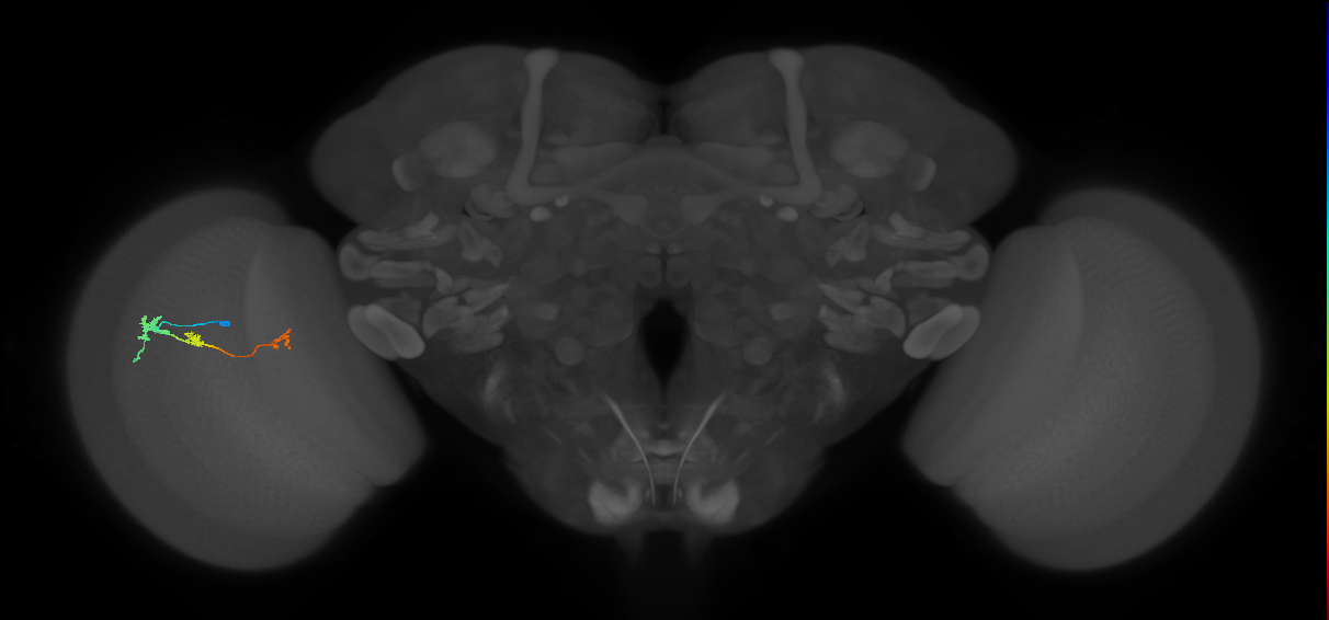 Tm6_L (MaleCNS:129803)