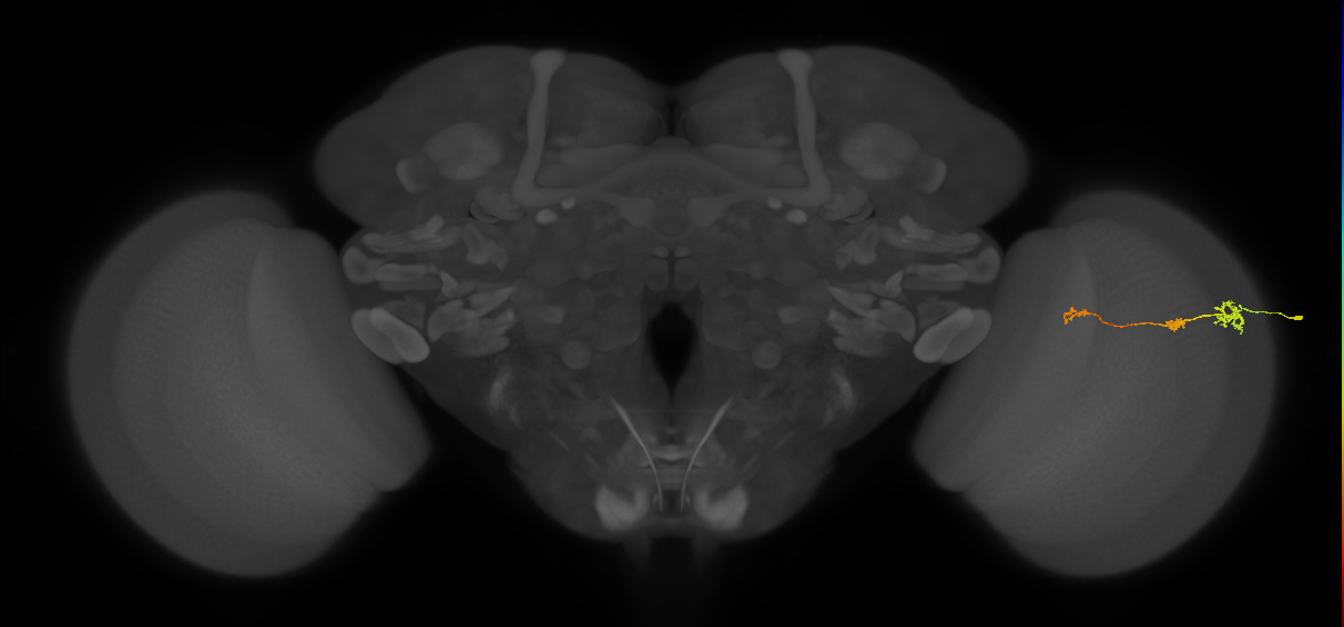 Tm6_R (MaleCNS:169195)