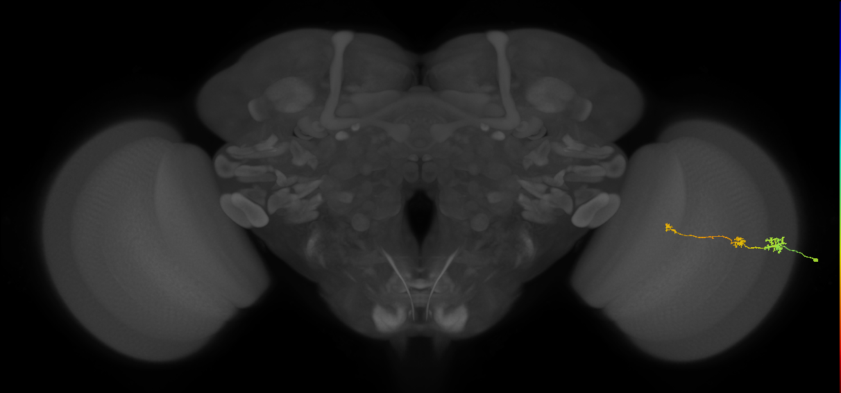 Tm6_R (MaleCNS:99428)