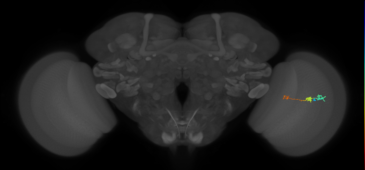 Tm6_R (MaleCNS:110133)