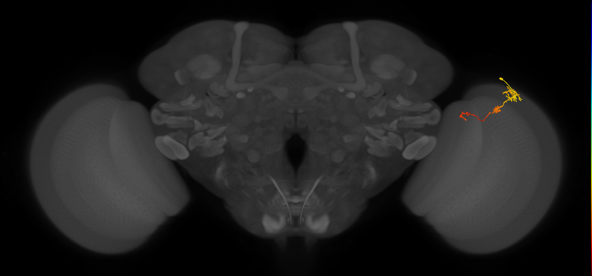 Tm6_R (MaleCNS:102610)