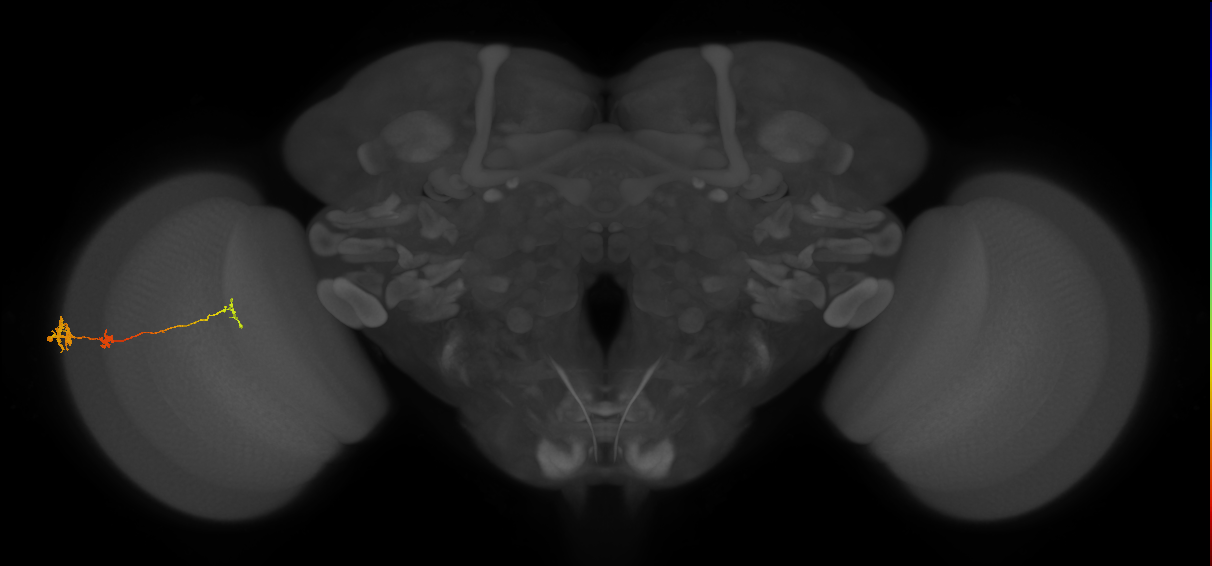 Tm6_L (MaleCNS:550733)