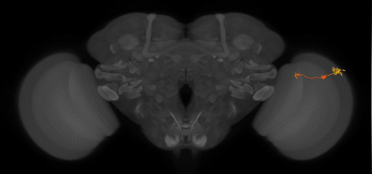 Tm6_R (MaleCNS:153776)