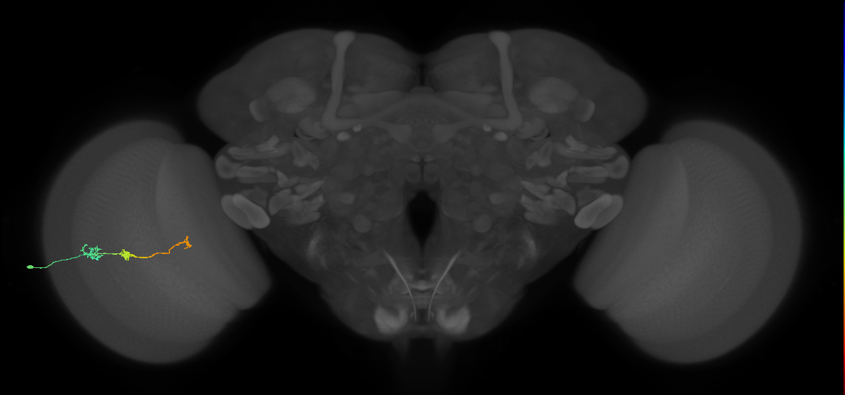 Tm6_L (MaleCNS:523871)