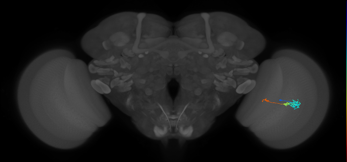 Tm6_R (MaleCNS:102185)