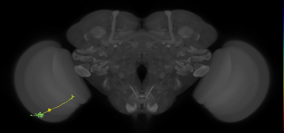 Tm6_L (MaleCNS:531370)