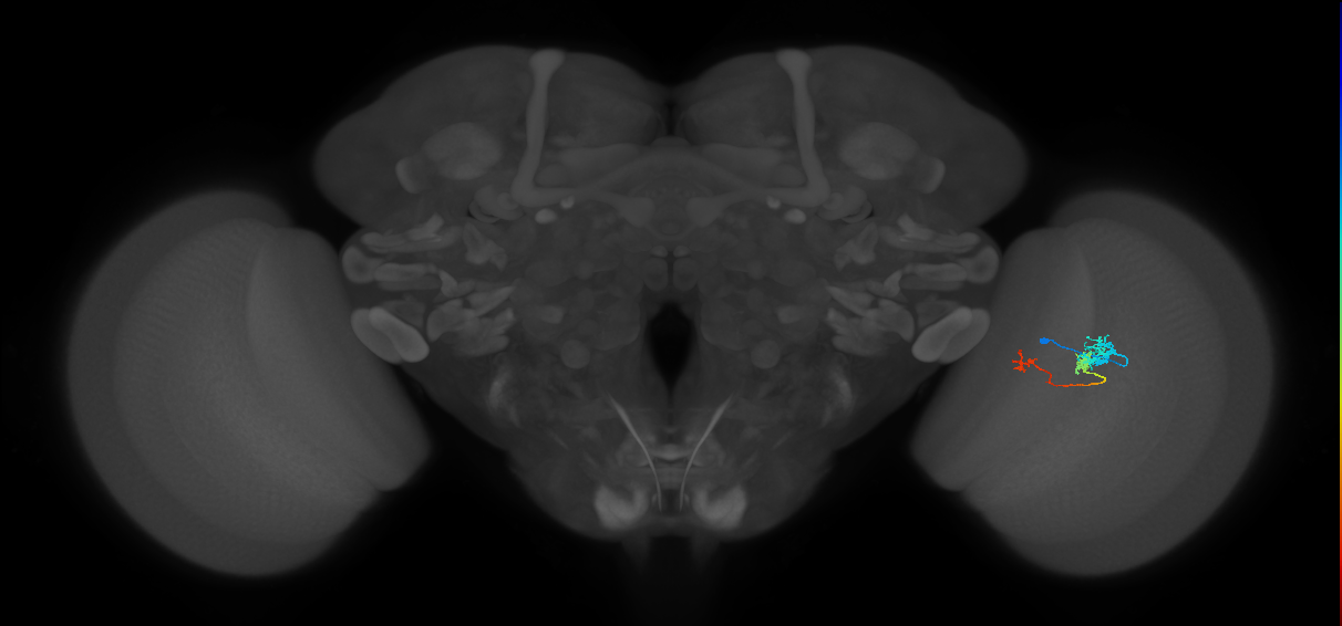 Tm6_R (MaleCNS:89317)