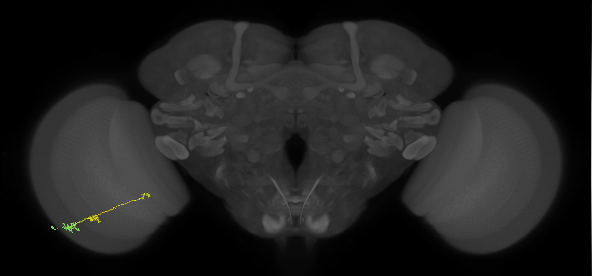 Tm6_L (MaleCNS:67947)