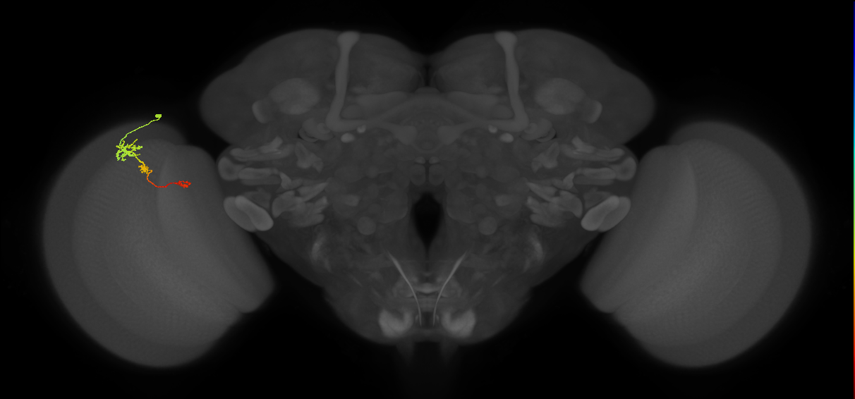 Tm6_L (MaleCNS:56956)