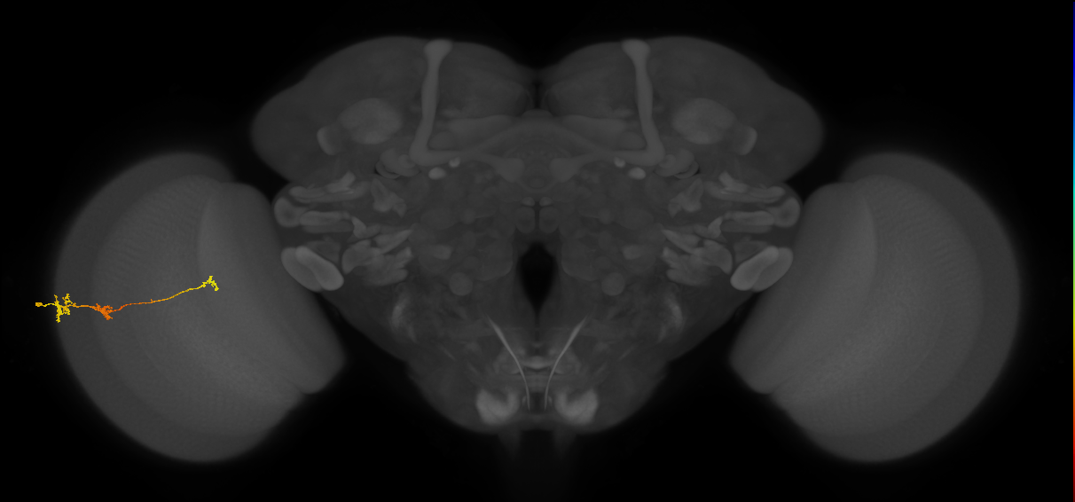 Tm6_L (MaleCNS:101131)