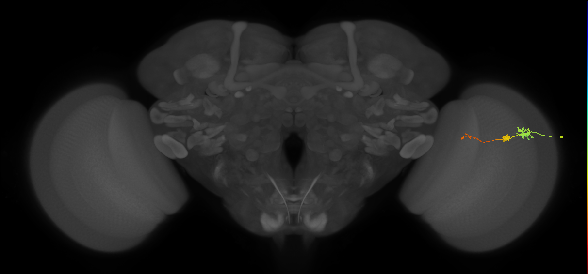 Tm6_R (MaleCNS:159184)