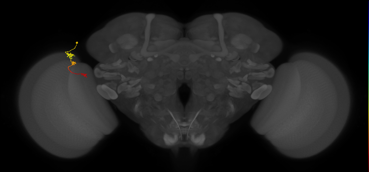 Tm6_L (MaleCNS:127889)