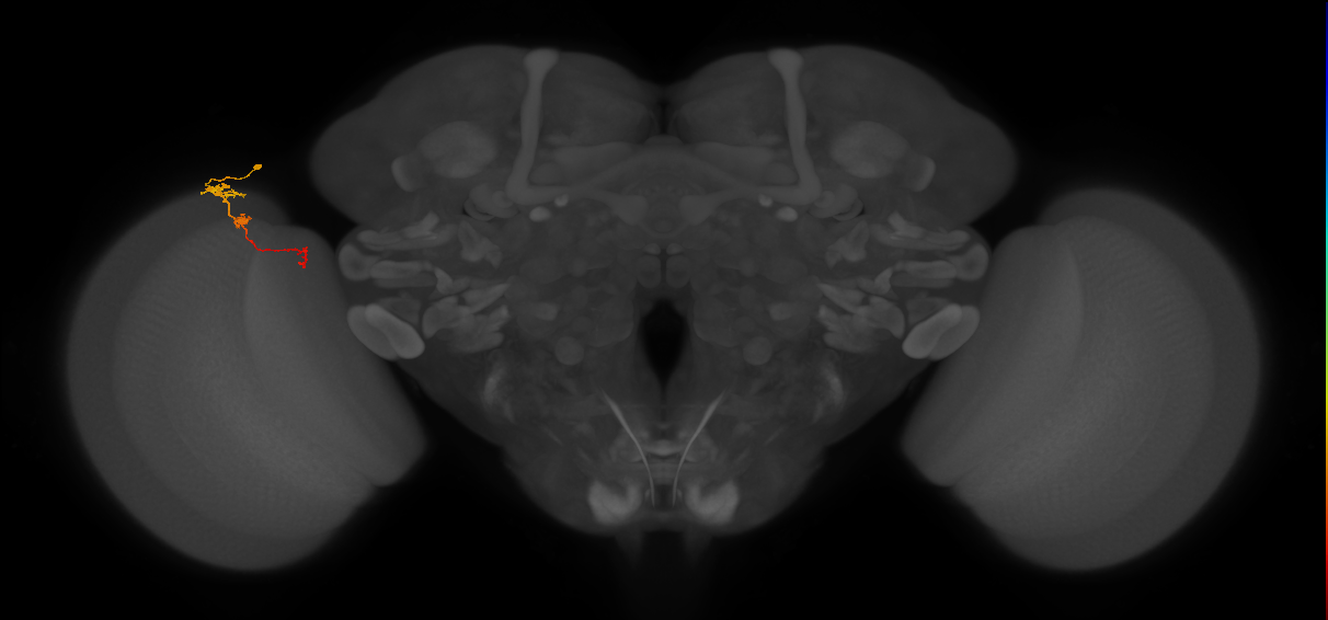 Tm6_L (MaleCNS:137733)