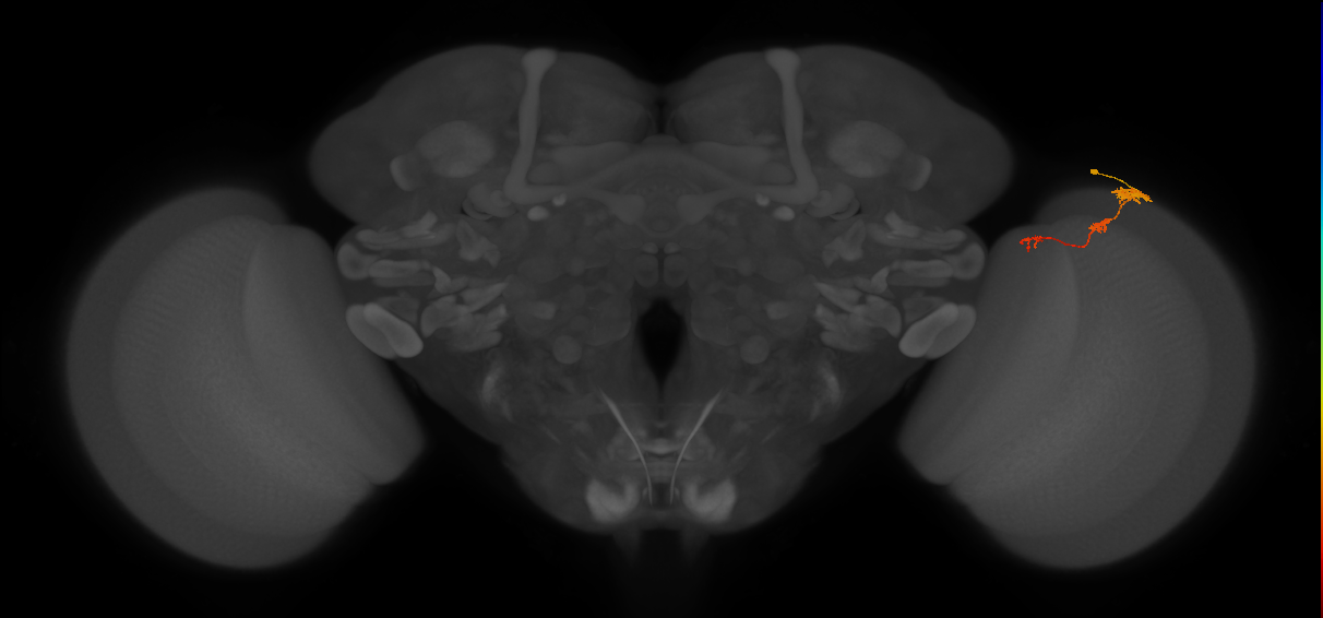 Tm6_R (MaleCNS:119844)
