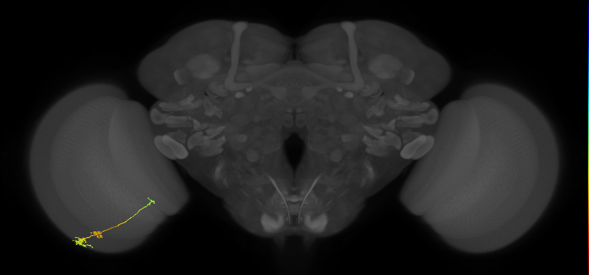 Tm6_L (MaleCNS:117393)