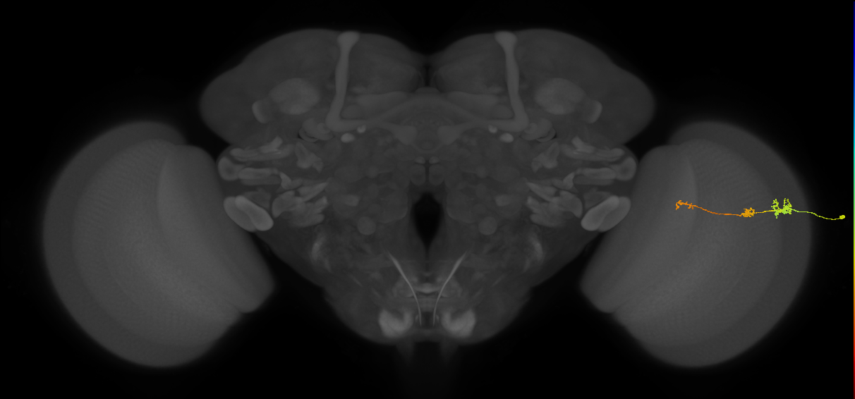 Tm6_R (MaleCNS:151291)