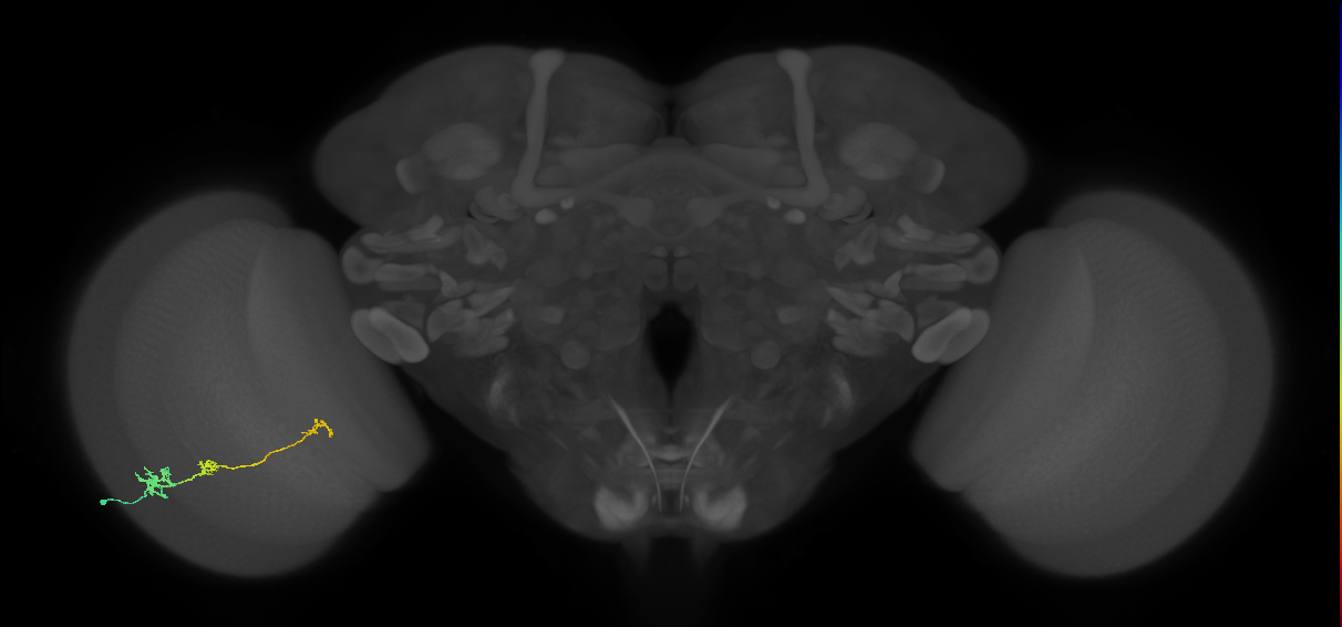 Tm6_L (MaleCNS:153304)