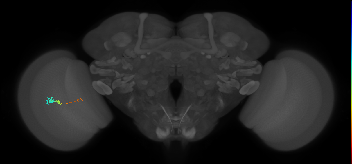 Tm6_L (MaleCNS:520499)
