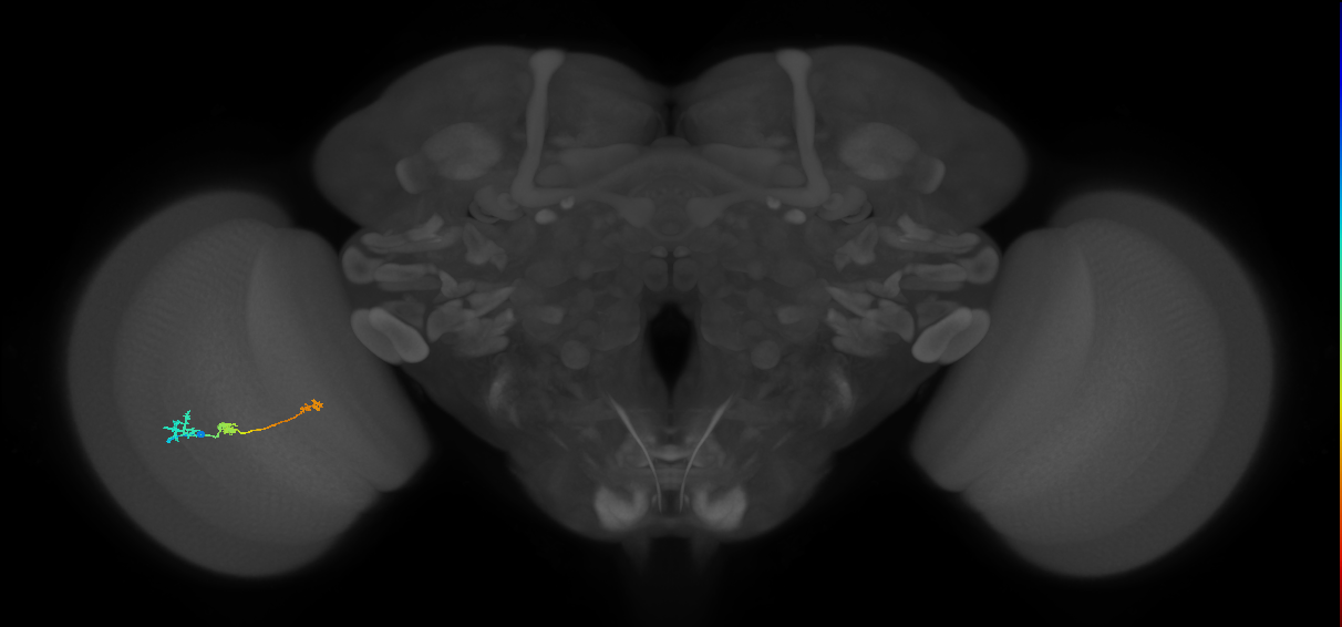 Tm6_L (MaleCNS:84358)