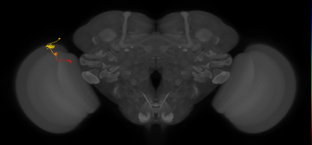 Tm6_L (MaleCNS:110774)