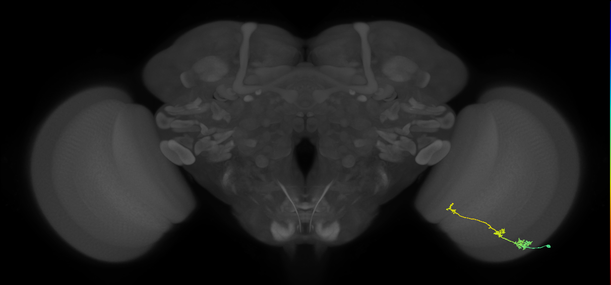 Tm6_R (MaleCNS:96608)