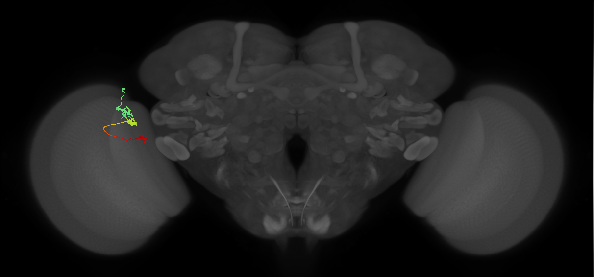 Tm6_L (MaleCNS:102963)