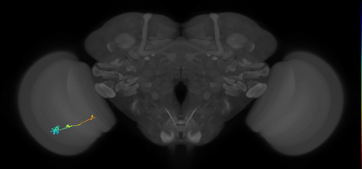 Tm6_L (MaleCNS:126009)