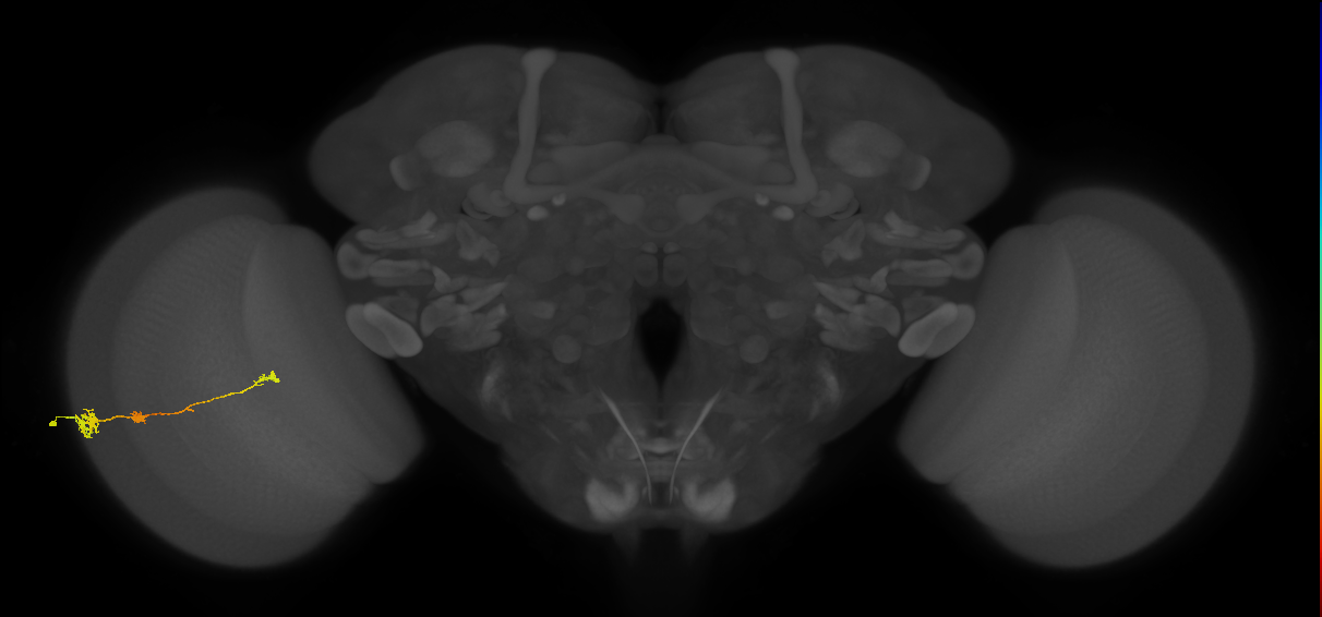 Tm6_L (MaleCNS:535550)