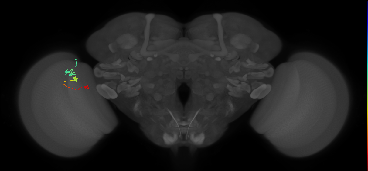 Tm6_L (MaleCNS:194006)