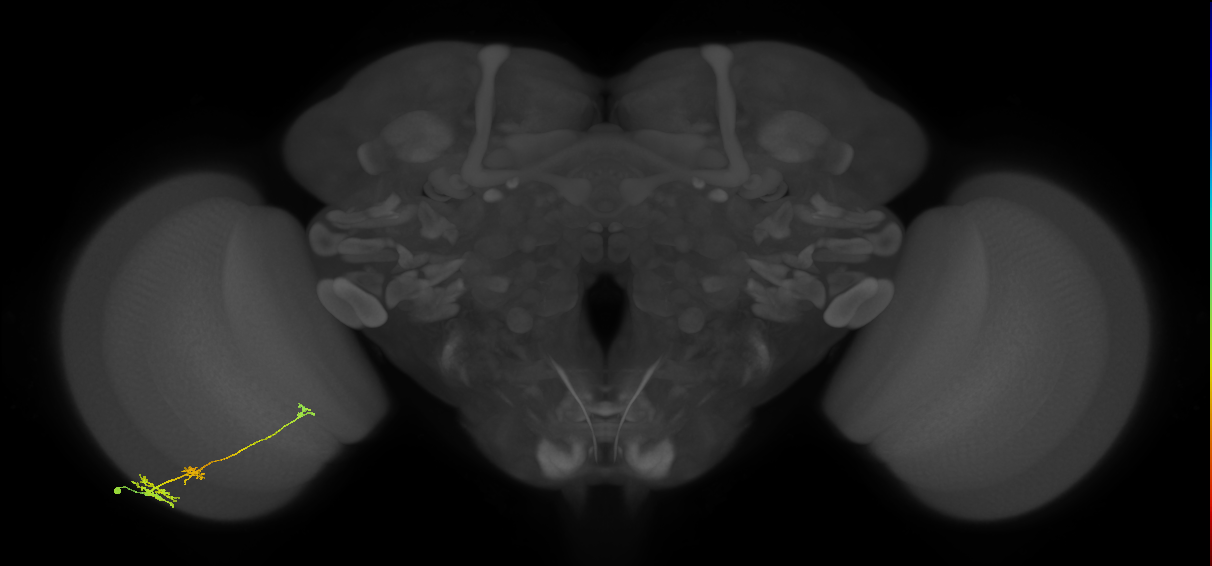 Tm6_L (MaleCNS:543114)