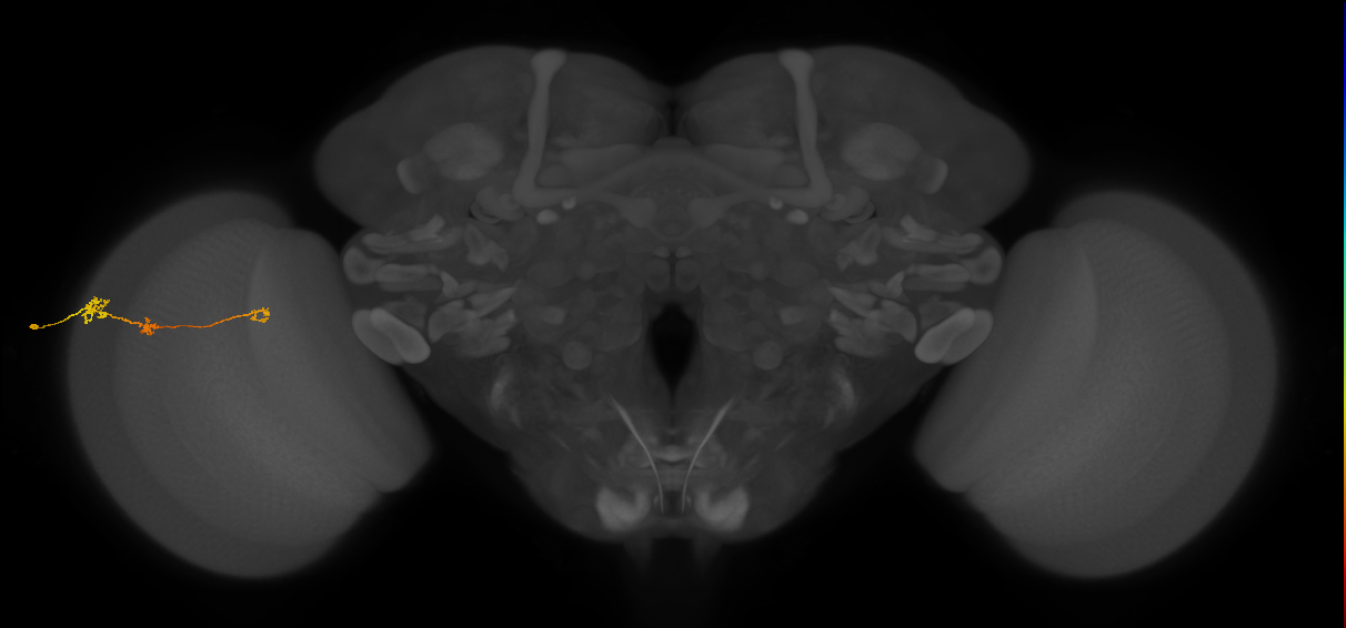 Tm6_L (MaleCNS:118464)