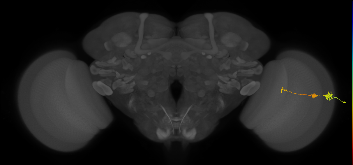 Tm6_R (MaleCNS:142963)