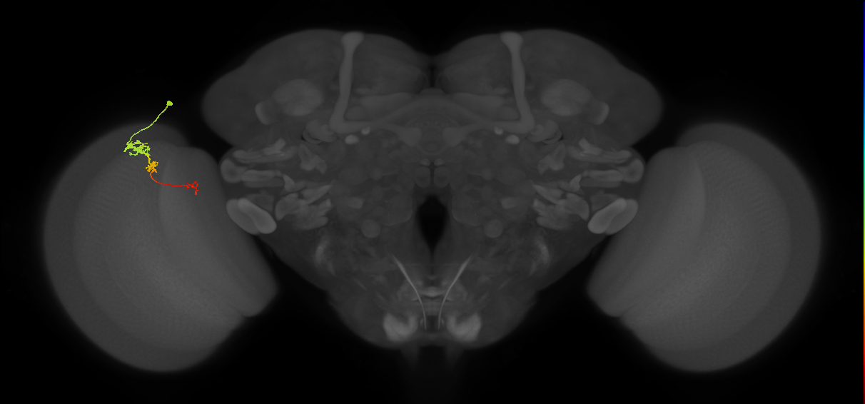 Tm6_L (MaleCNS:102917)