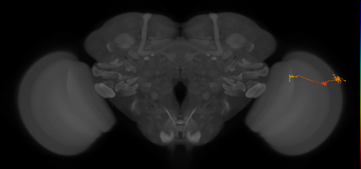 Tm6_R (MaleCNS:151498)