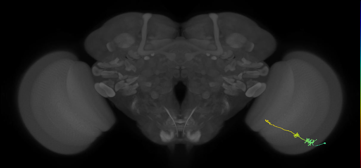 Tm6_R (MaleCNS:99189)