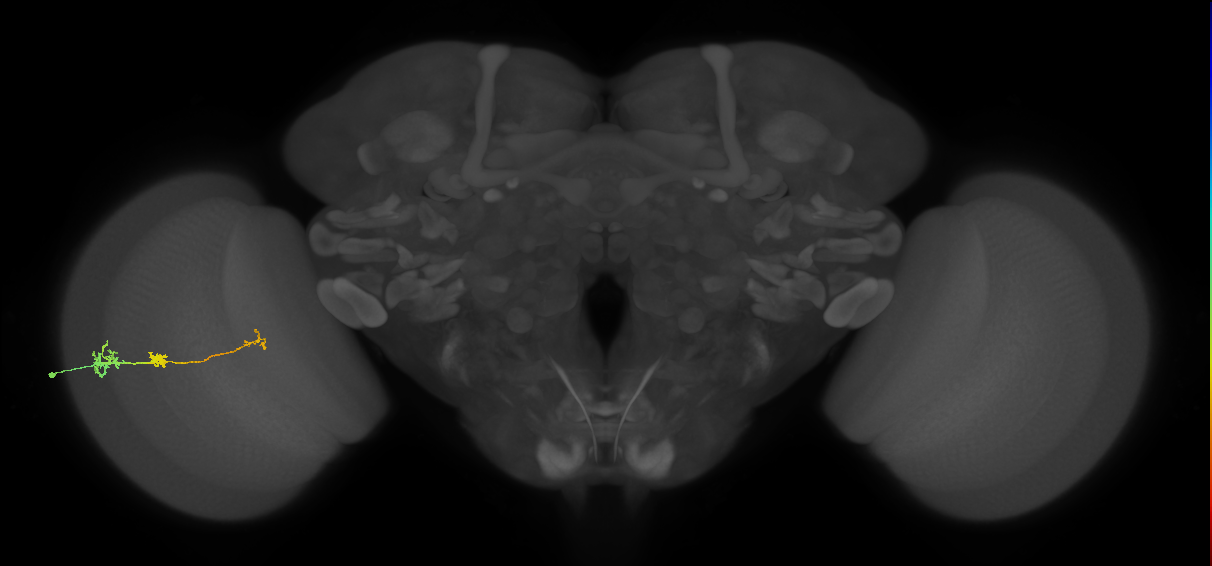Tm6_L (MaleCNS:135237)