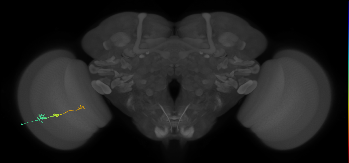 Tm6_L (MaleCNS:551001)