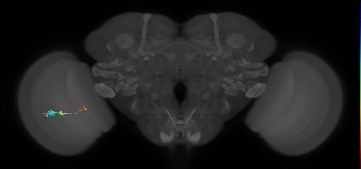 Tm6_L (MaleCNS:551251)