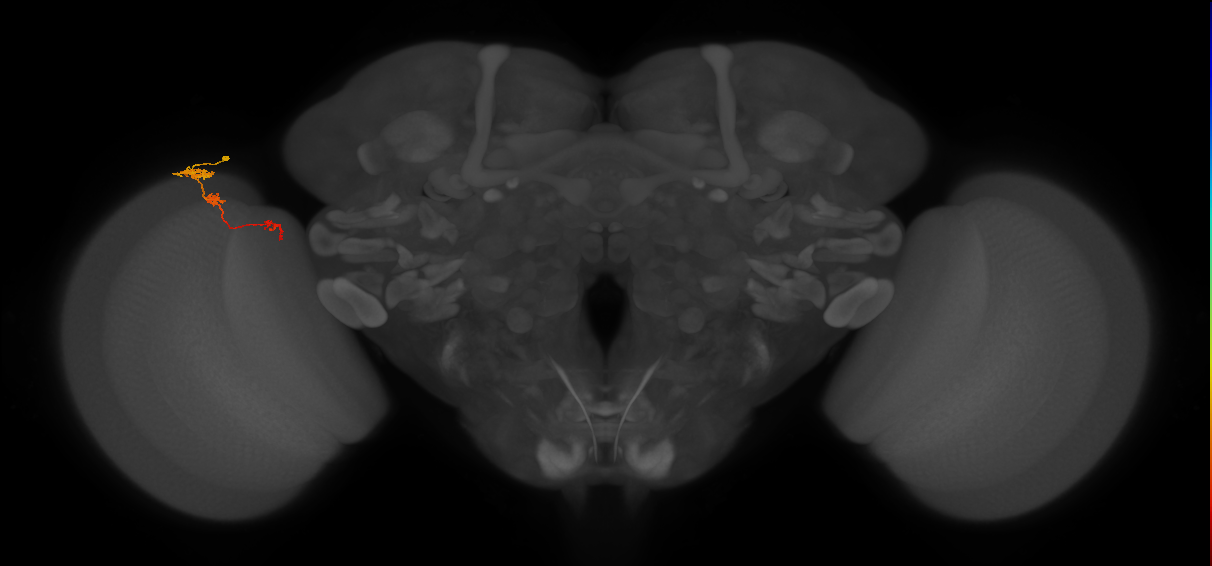 Tm6_L (MaleCNS:117287)