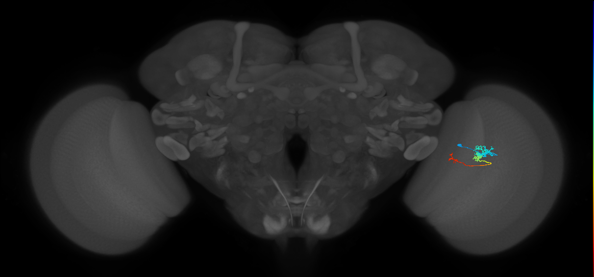 Tm6_R (MaleCNS:99118)