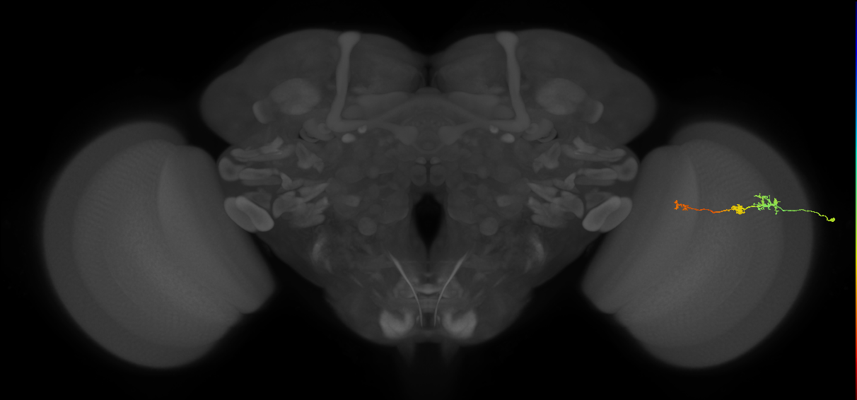 Tm6_R (MaleCNS:146740)