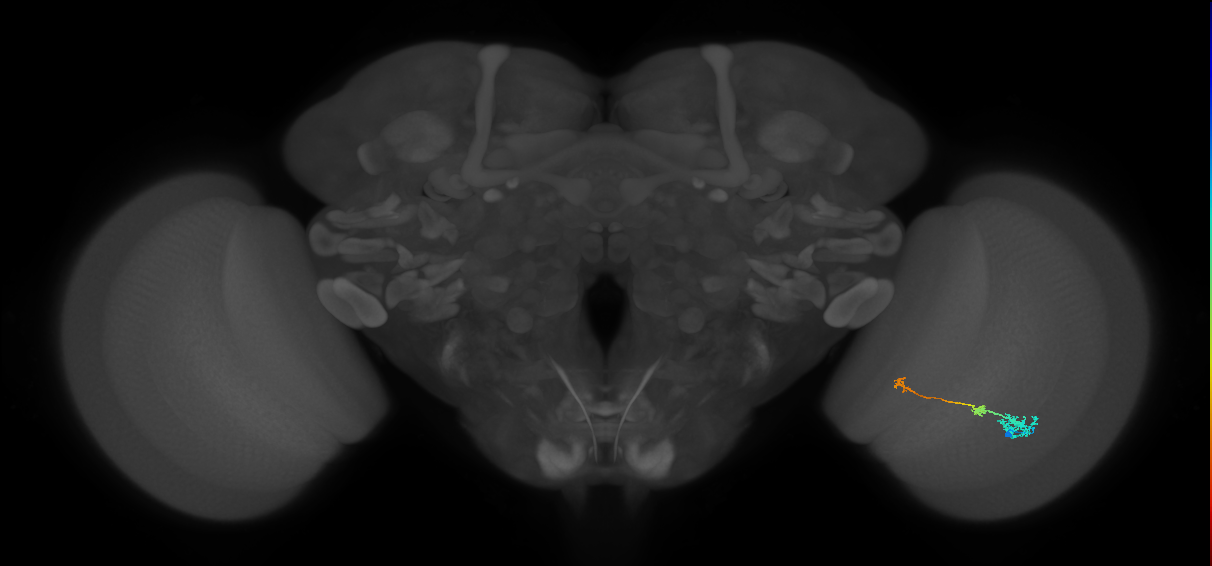 Tm6_R (MaleCNS:117419)